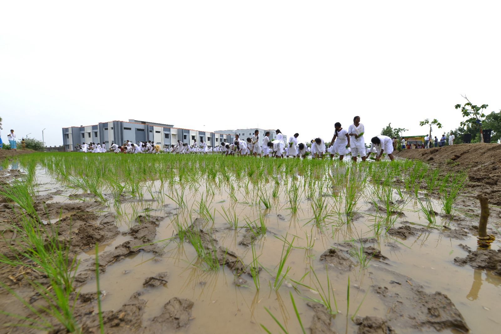 WORLD RECORD FOR PADDY SEEDLINGS TRANSPLANTING ON 174240 SQUARE FEET TO CREATE AWARENESS UNDER THE THEME "DON'T WASTE FOOD" BY 2000 COLLEGE STUDENTS